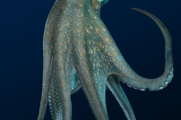 Kraken darkmarket